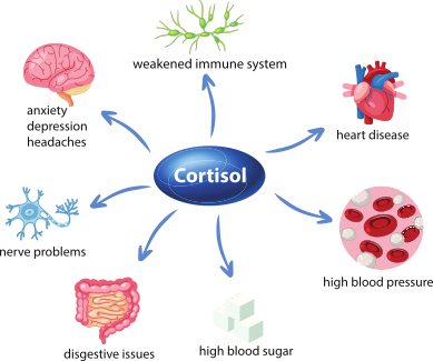 Cortisol