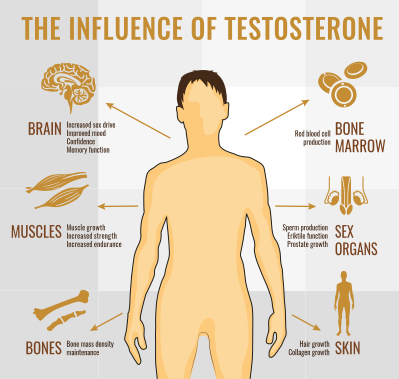 Influence Of Testosterone
